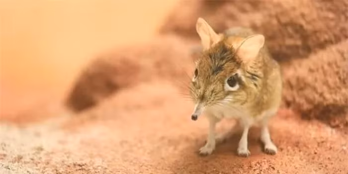 Tuy nhiên, một cuộc nghiên cứu mới sử dụng hơn 1.250 camera và mồi bơ đậu phộng tại Djibouti đã ghi lại hàng chục video của loài chuột chù voi sống sót.