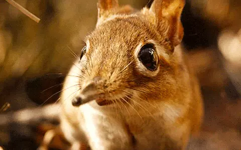 Điều này là một tín hiệu tích cực trong bối cảnh nỗ lực toàn cầu để bảo tồn đa dạng sinh học và ngăn chặn sự tuyệt chủng của các loài động vật quý hiếm.