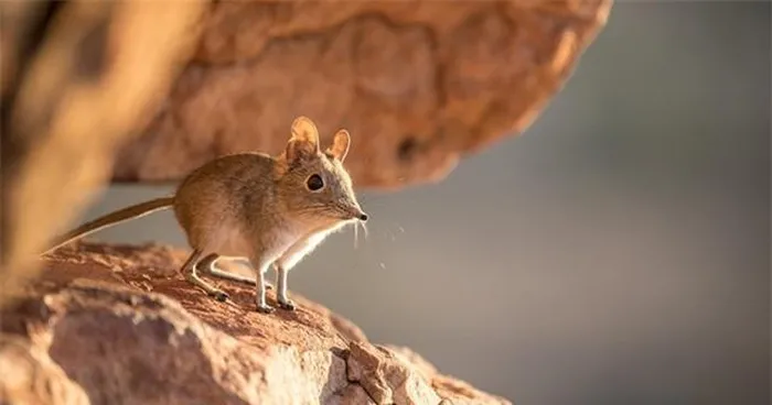 Mặc dù có tên "chuột chù voi", nhưng chúng không phải là chuột chù hay voi mà là một loài thú có vú ăn côn trùng. Chúng có đôi chân mạnh mẽ, có khả năng chạy nhanh, sống chủ yếu ở Somali.