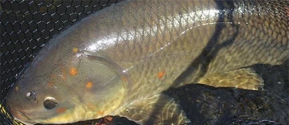 Kết quả cho thấy một số con cá trâu đã sống trong hồ Apache từ năm 1918 và " thủy quái" này có khả năng vẫn còn sống cho đến ngày nay.