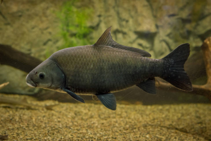 Các nhà nghiên cứu đã phát hiện ra rằng cá trâu trong hồ Apache tồn tại hơn 100 năm mặc dù đã trải qua sự đánh bắt thương mại và môi trường khắc nghiệt của sa mạc.