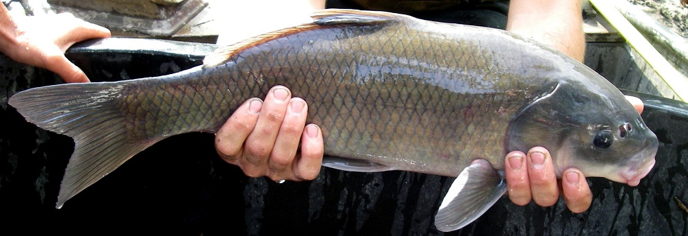 Sự khám phá này mang lại nhiều bất ngờ, đặt ra câu hỏi về cơ chế củng cố kéo dài tuổi thọ của loài cá này và khả năng thích nghi với môi trường khắc nghiệt.