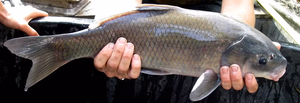 Sự khám phá này mang lại nhiều bất ngờ, đặt ra câu hỏi về cơ chế củng cố kéo dài tuổi thọ của loài cá này và khả năng thích nghi với môi trường khắc nghiệt.