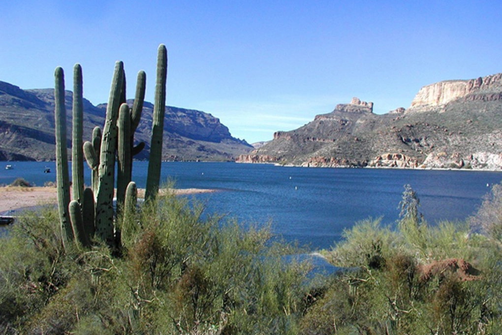 Các nhà nghiên cứu từ Đại học Minnesota đã tiến hành nghiên cứu trên các loài cá này, bao gồm cá trâu miệng to, cá trâu miệng nhỏ và cá trâu đen, thuộc chi Ictiobus.