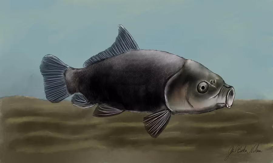 Nhóm chuyên gia cũng đề xuất nghiên cứu về mã ADN của cá trâu để hiểu rõ hơn về khả năng chống nhiễm trùng và bệnh tật của chúng.