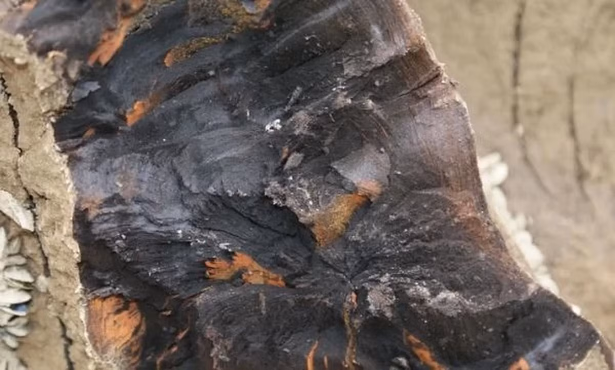 Những cây gỗ này bị chìm và chôn vùi xuống sông do các nguyên nhân tự nhiên, và dưới tác động của axit và vi sinh vật, chúng trải qua sự biến đổi kết cấu bên trong.