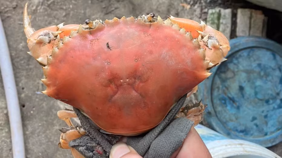 Con cua biển này có trọng lượng gần 400 gram, được bắt từ vuông nuôi tôm và thu hút sự chú ý của cộng đồng mạng khi một người dân chia sẻ hình ảnh và video trên mạng xã hội.