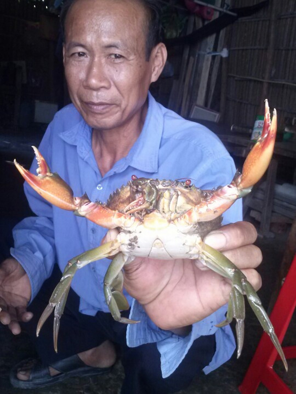 Ông Bá cho biết, nhiều thương lái đã đến hỏi mua với giá cao, nhưng ông quyết định để lại cho bà con coi chơi và tin rằng việc bắt được con cua 3 càng sẽ mang lại nhiều điều may mắn.