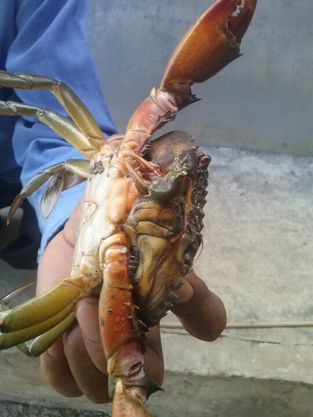 Đây không phải lần đầu tiên ở Cà Mau xuất hiện con cua kỳ lạ. Trước đó đã có trường hợp con cua biển có 3 càng. Con cua này thuộc sở hữu của ông Nguyễn Văn Bá (ngụ ở ấp Ông Khâm, xã Tân Hưng Đông, huyện Cái Nước (Cà Mau), có trọng lượng khoảng 400 gram và có một càng thừa mọc ở mắt phải.