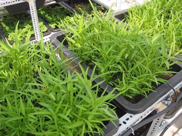 Sau lệnh cấm được dỡ bỏ, rau muống tại Georgia đã trở lại với giá khoảng 6 USD/kg, tuy vẫn thấp hơn so với giá ở các bang khác, nhưng nhu cầu đã tăng đáng kể.