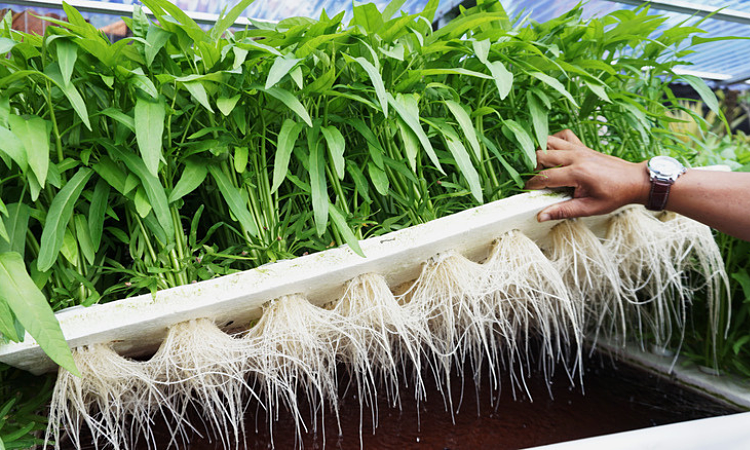 Loài cây này có khả năng phát triển mạnh mẽ và tiêu thụ nhiều nguồn nước, gây hại cho môi trường địa phương.