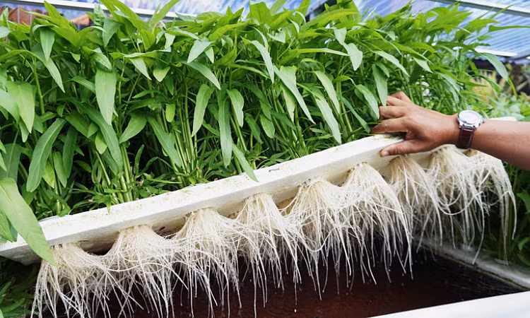 Loài cây này có khả năng phát triển mạnh mẽ và tiêu thụ nhiều nguồn nước, gây hại cho môi trường địa phương.