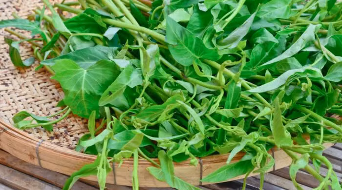 Mặc dù lệnh cấm đã được gỡ bỏ vào cuối tháng 3 năm nay, quy định vẫn còn về việc cắt gốc rau muống khi bán để đảm bảo không thể trồng tiếp.