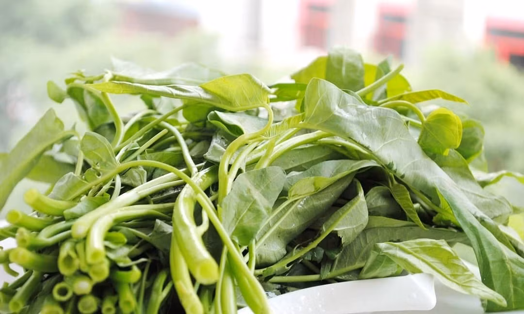 Tại Georgia, rau muống đã bị cấm trong thời gian dài, và người dân đã phải mua rau từ các bang khác như Florida và Texas.