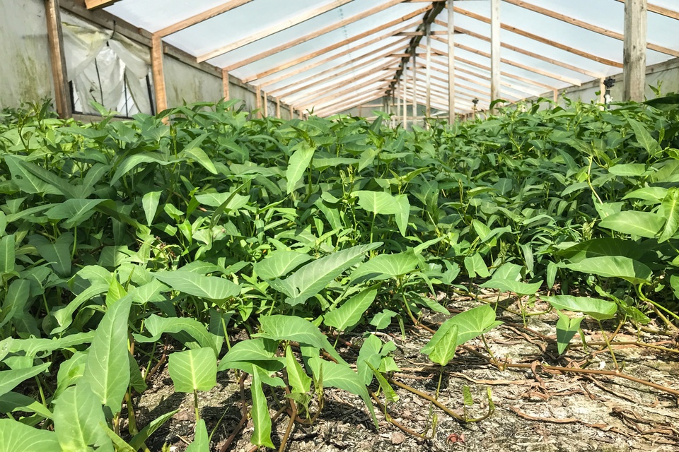 Các quy định nghiêm ngặt về trồng rau muống tồn tại ở nhiều bang miền Nam như Florida, Texas và Georgia.