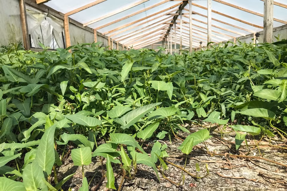 Các quy định nghiêm ngặt về trồng rau muống tồn tại ở nhiều bang miền Nam như Florida, Texas và Georgia.