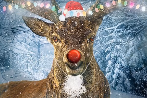 Mũi đỏ của chúng có thể là do chúng bị cảm lạnh khi di chuyển ngoài trời vào đêm lạnh giá.