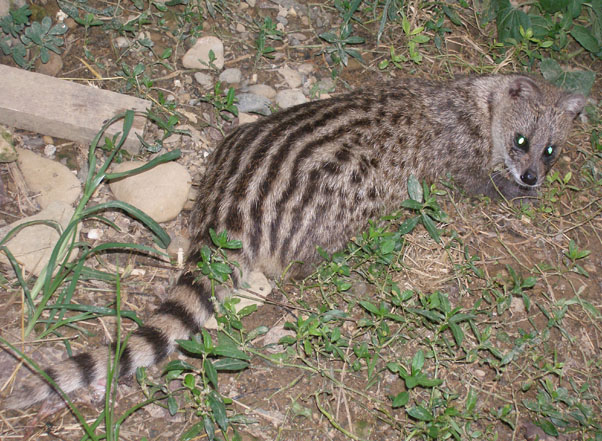Do cầy hương đực có tuyến xạ nằm giữa hai tinh hoàn, nên được con người sử dụng trong sản xuất nước hoa. Cầy hương cũng bị coi là nguồn cung cấp thực phẩm vì vậy mối đe dọa chính của loài này là con người. Hiện nay tại Việt Nam, loài động vật quý hiếm này đã được thuần hóa và chăn nuôi bởi giá trị kinh tế mà nó mang lại.
