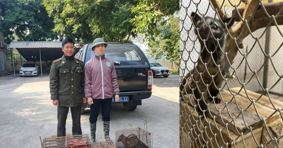 Trong lúc bàn giao, 4 cá thể cầy hương này đang trong tình trạng bị thương, tổng trọng lượng đạt 9kg. Tất cả các cá thể động vật này đã được lực lượng chức năng cứu hộ thành công trong quá trình xử lý các vi phạm trên địa bàn.