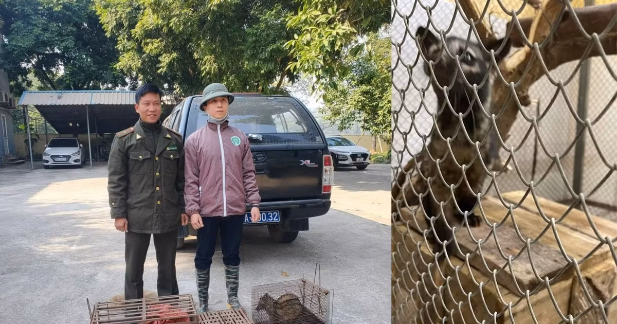 Trong lúc bàn giao, 4 cá thể cầy hương này đang trong tình trạng bị thương, tổng trọng lượng đạt 9kg. Tất cả các cá thể động vật này đã được lực lượng chức năng cứu hộ thành công trong quá trình xử lý các vi phạm trên địa bàn.