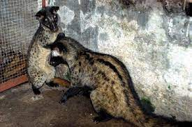 Cầy hương trưởng thành có thân dài khoảng 55–75 cm, cân nặng khoảng 2–4 kg. Nó có bộ lông với màu hung nâu vàng tới xám là chủ đạo. Hai tai và mõm hơi đen. Dọc sống lưng có các vệt màu đen, phần hông có các vệt (hay đốm) đen mờ xếp thành hàng chạy dọc từ vai xuống mông (phần mông rõ nét hơn).