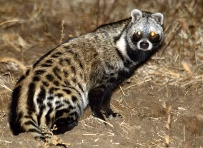 Cầy hương (Viverricula indica) là một loài thuộc họ Cầy (Viverridae). Chúng là các sinh vật sống trên mặt đất và chủ yếu sinh sống trong các khu vực rậm cỏ hay cây bụi thấp như nương rẫy ven suối.