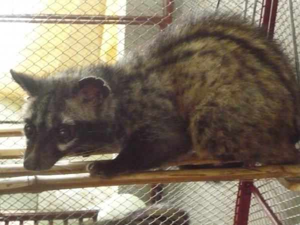 Đuôi dài khoảng 35–50 cm (khoảng hai phần ba thân) với các vòng đen trắng xen kẽ nhau (7-10 vòng mỗi loại). Bốn chân ngắn, màu đen. Con đực có tuyến xạ nằm giữa hai tinh hoàn.