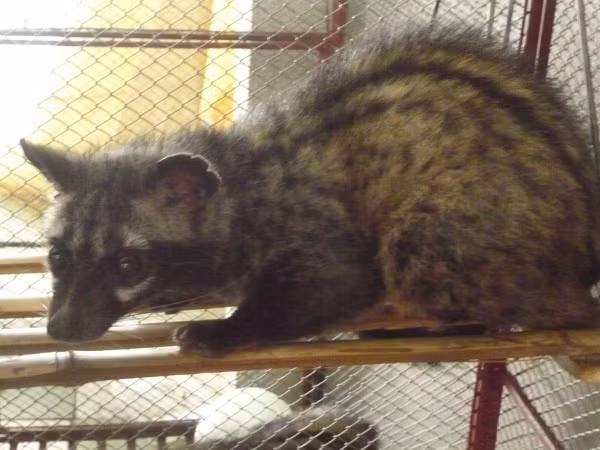 Đuôi dài khoảng 35–50 cm (khoảng hai phần ba thân) với các vòng đen trắng xen kẽ nhau (7-10 vòng mỗi loại). Bốn chân ngắn, màu đen. Con đực có tuyến xạ nằm giữa hai tinh hoàn.