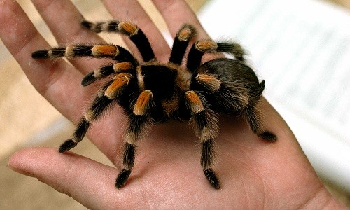 Nhện Tarantula cũng có khả năng dự đoán môi trường xung quanh, giúp chúng chọn địa điểm lý tưởng để tấn công mồi.
