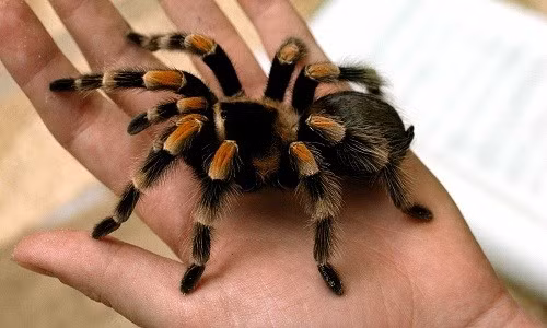 Nhện Tarantula cũng có khả năng dự đoán môi trường xung quanh, giúp chúng chọn địa điểm lý tưởng để tấn công mồi.