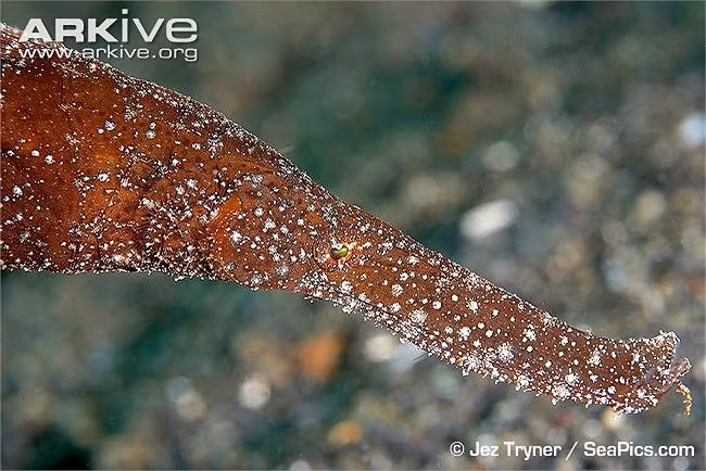 Được xếp vào mức Nguy cấp theo Sách Đỏ Việt Nam, các chuyên gia đề xuất bảo vệ loài cá độc đáo này, thậm chí tổ chức nuôi trồng nhân tạo để bảo tồn loài.