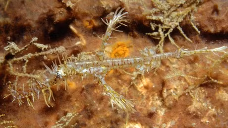 Cá dao cạo có khả năng đặc biệt là đổi màu phù hợp với môi trường xung quanh, giúp chúng "tàng hình" và tránh bị kẻ thù phát hiện.