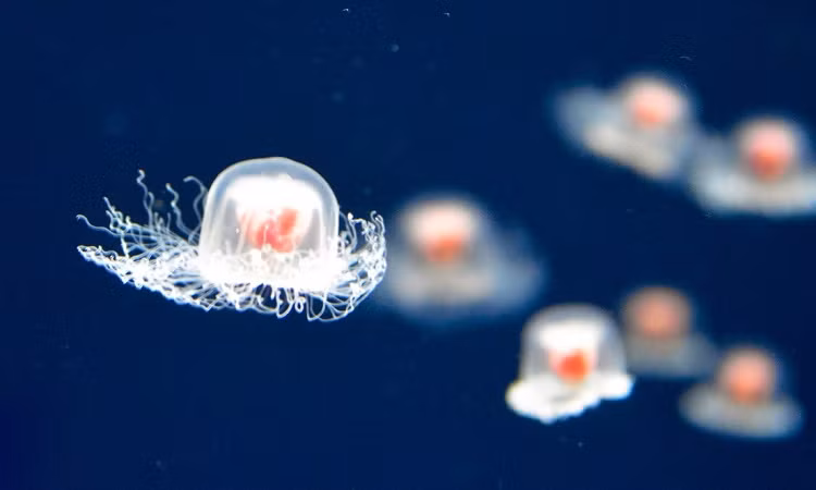 Chúng có thể lặp lại phương thức đảo ngược vòng đời nhiều lần, có thể "trường sinh bất lão".