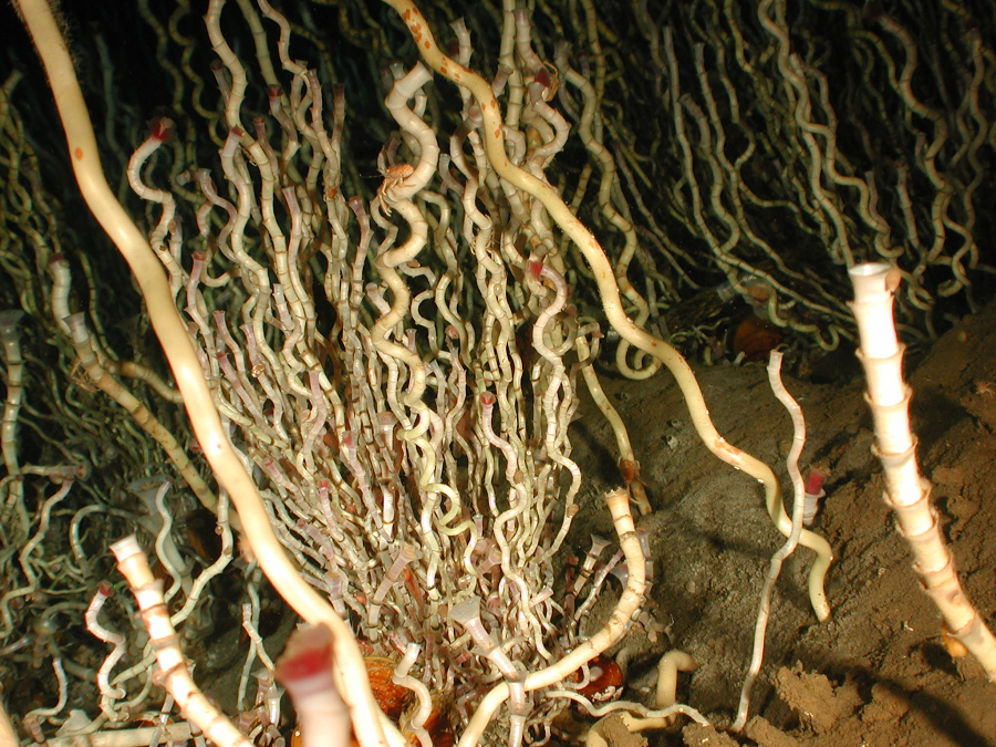 Là một trong những sinh vật sống lâu trên thế giới, Giun Ống có thể sống từ 200-300 năm trong môi trường lạnh giá và ổn định của biển sâu.