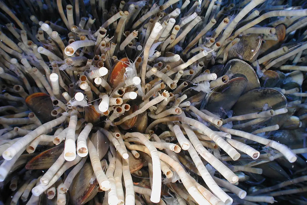 2. Giun Ống (Escarpia laminata): Động vật không xương sống sống dưới đáy đại dương, giun ống có tuổi thọ ấn tượng.