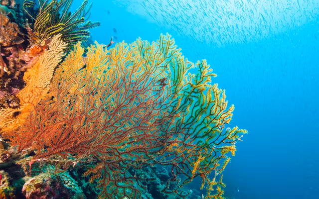 3. San Hô: San hô, dù trông giống như đá và thực vật dưới nước, được tạo thành từ bộ xương ngoài của động vật không xương sống gọi là polyp.