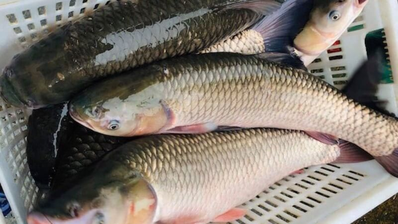 Chúng chủ yếu ăn cỏ, rong và các loại động vật phù du như tôm, tép, ấu trùng cá.