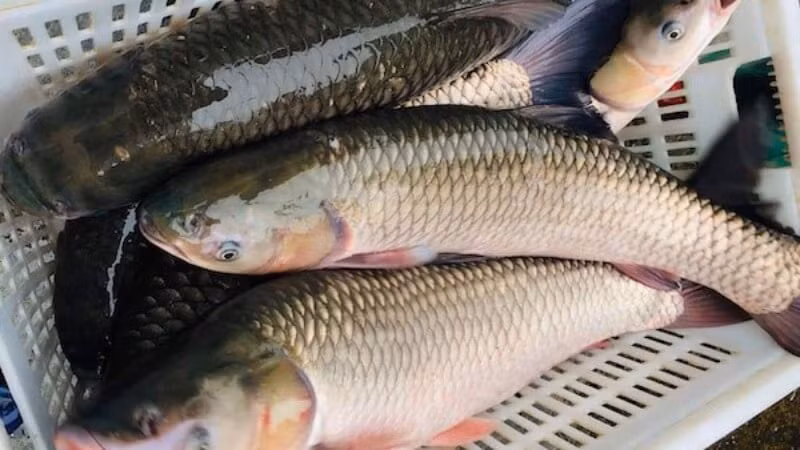 Chúng chủ yếu ăn cỏ, rong và các loại động vật phù du như tôm, tép, ấu trùng cá.