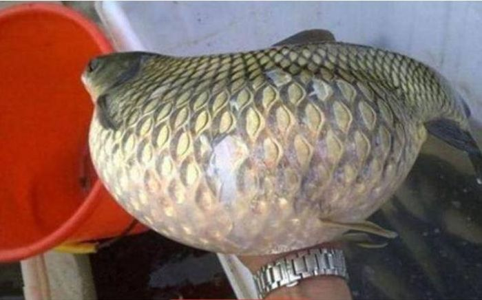 Nghĩ rằng con cá mang thai, ông ta háo hức đưa nó về nhà để chế biến thành một bữa tối ngon. Tuy nhiên, khi hàng xóm thấy con cá lạ này, họ cảnh báo rằng nó không ăn được và bị nhiễm bệnh gan mật.