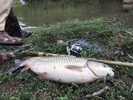 Cá trắm cỏ có một chiếc miệng rộng và hàm trên dài rộng hơn hàm dưới, mang lại vẻ ngoại hình độc đáo.