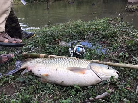 Cá trắm cỏ có một chiếc miệng rộng và hàm trên dài rộng hơn hàm dưới, mang lại vẻ ngoại hình độc đáo.