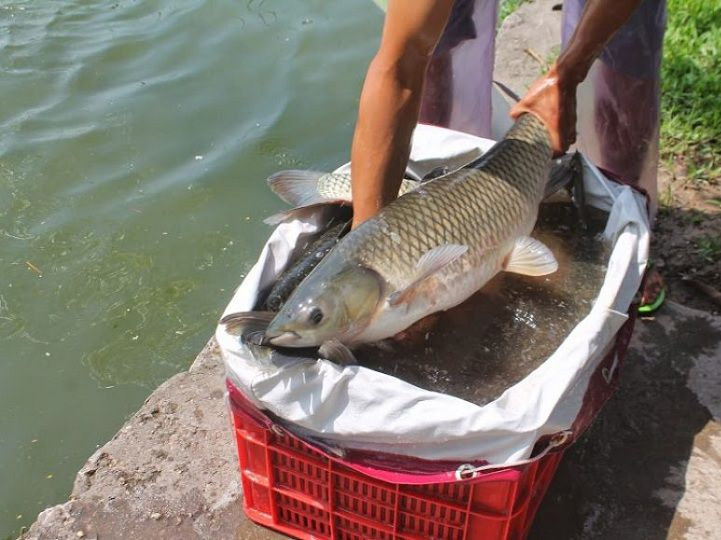 Loài cá này có thể đạt đến chiều dài 1,5 mét, nặng tới 45 kg và có tuổi thọ lên đến 21 năm. Thân cá trắm cỏ thon dài, với bụng tròn và thót lại ở gần đuôi.