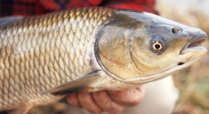Trong môi trường tự nhiên, cá trắm cỏ thường di cư lên nguồn sông để đẻ trứng trong mùa sinh sản.