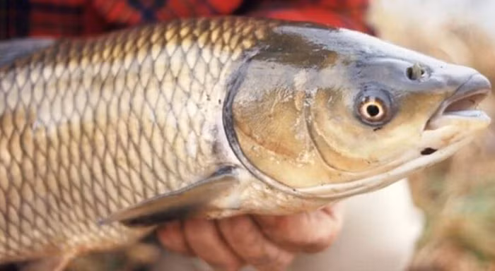 Trong môi trường tự nhiên, cá trắm cỏ thường di cư lên nguồn sông để đẻ trứng trong mùa sinh sản.