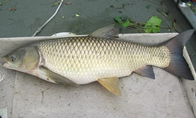 Cá trắm cỏ (Ctenopharyngodon idella) là một loài cá độc đáo thuộc họ Cá chép, nổi bật với hình dạng kỳ lạ và kích thước ấn tượng.