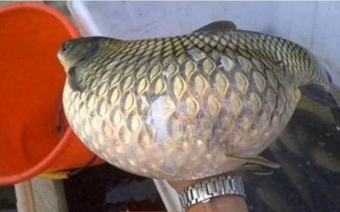 Bat ca la, nguoi dan ong choang vang khi nghe hang xom phan cau nay...