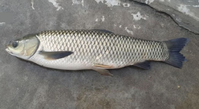 Người đàn ông quyết định thả con cá để đảm bảo sức khỏe cho gia đình. Con cá kỳ lạ này được xác định là cá trắm cỏ.