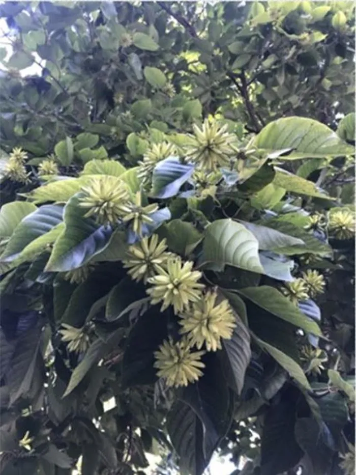 Mặc dù loài cây này từng được liệt vào danh sách cần bảo vệ cấp III quốc gia, nhưng vào năm 2021, nó bất ngờ bị loại khỏi danh sách này, đặt ra những thách thức mới về bảo tồn.