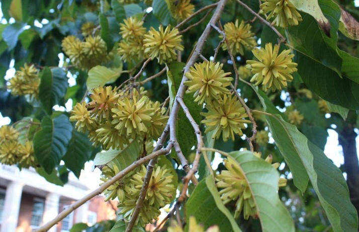 Đây là một lời nhắc nhở về tầm quan trọng của việc duy trì sự cân bằng giữa sự phát triển kinh tế và bảo vệ môi trường, đặc biệt là đối với những loài cây có giá trị sinh học cao như cây hỉ thụ.