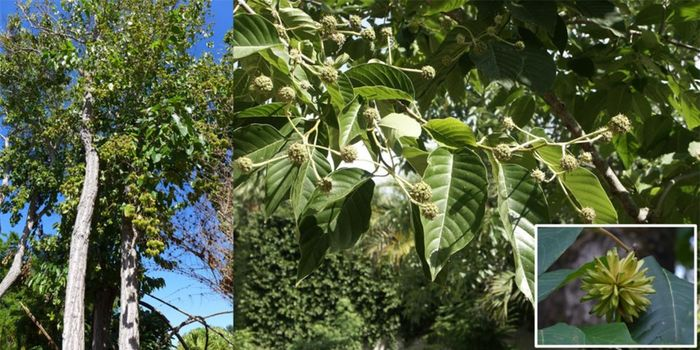 Trong khi các nghiên cứu tiếp tục khám phá tiềm năng y học của camptothecin, cây hỉ thụ cũng trở thành biểu tượng của sự đa dạng sinh học và quý hiếm.